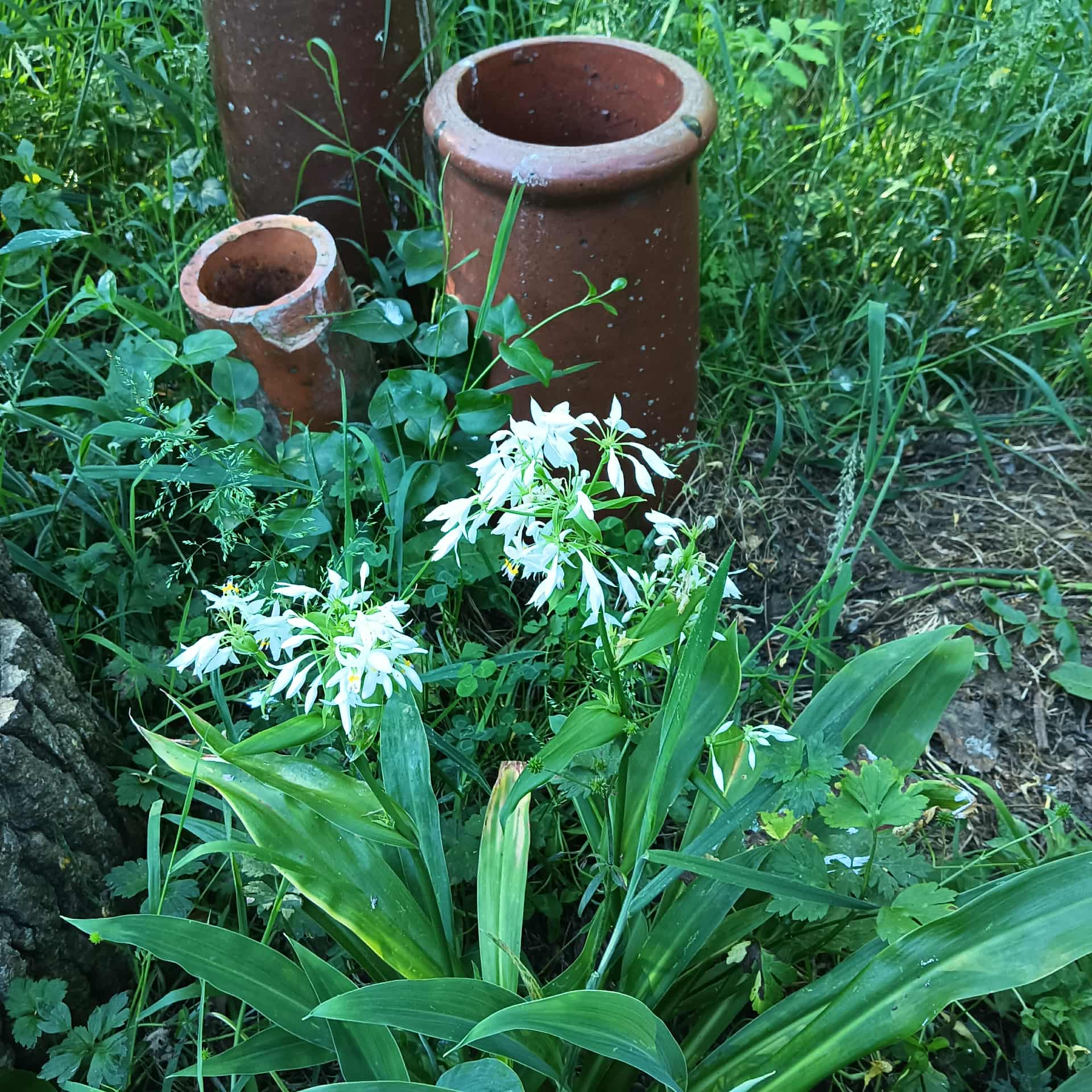 Rengarenga lily's are edible!  Tinui Food Forest