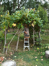 Load image into Gallery viewer, Grape Robinson