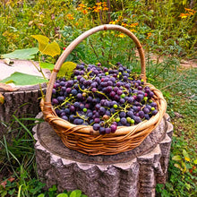 Load image into Gallery viewer, Grape Robinson