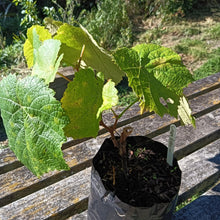 Load image into Gallery viewer, Grape Robinson