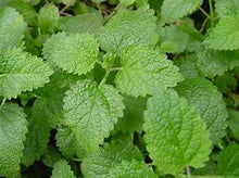 Load image into Gallery viewer, Lemon Balm
