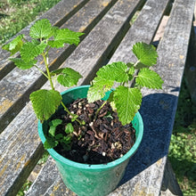 Load image into Gallery viewer, Lemon Balm