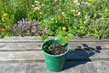 Load image into Gallery viewer, Lemon Balm