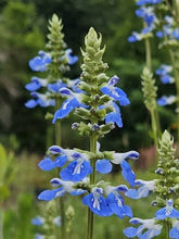 Load image into Gallery viewer, Bog Sage