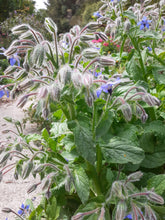 Load image into Gallery viewer, Tinui Food Forest Four Seasons Gift Card