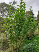 Load image into Gallery viewer, Jerusalem Artichoke- 6 tubers