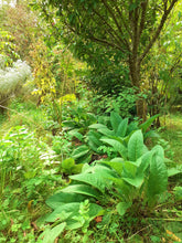 Load image into Gallery viewer, Comfrey plants x 10