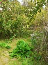 Load image into Gallery viewer, Comfrey plants x 10