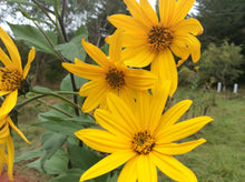 Load image into Gallery viewer, Jerusalem Artichoke- 6 tubers