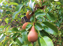 Load image into Gallery viewer, Tinui Food Forest Gift Card