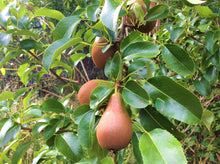 Load image into Gallery viewer, Tinui Food Forest Four Seasons Gift Card