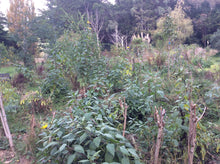 Load image into Gallery viewer, Jerusalem Artichoke- 6 tubers