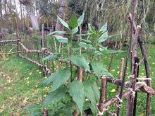 Load image into Gallery viewer, Jerusalem Artichoke- 6 tubers