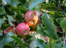 Load image into Gallery viewer, Food Forest Scented Candle