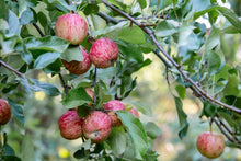 Load image into Gallery viewer, Tinui Food Forest Four Seasons Gift Card