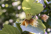 Load image into Gallery viewer, Tinui Food Forest Four Seasons Gift Card