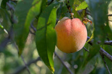 Load image into Gallery viewer, Tinui Food Forest Four Seasons Gift Card