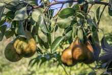 Load image into Gallery viewer, Food Forest Scented Candle
