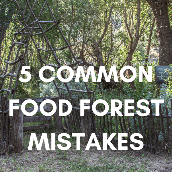 5 Common Food Forest Mistakes