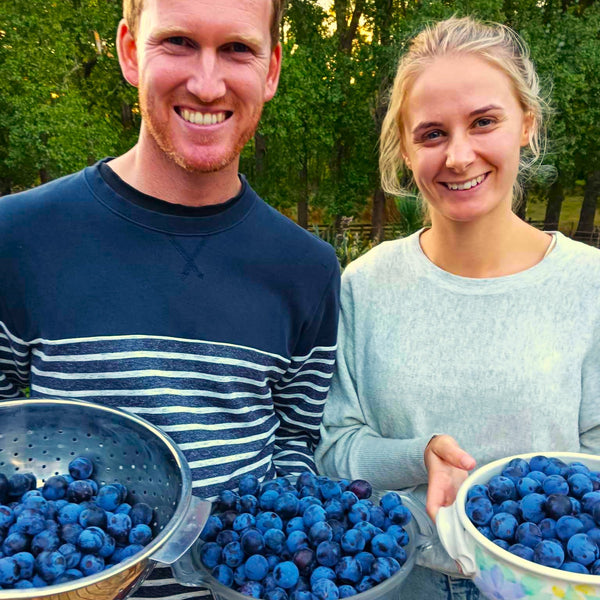 Damson Plums are Ripe!