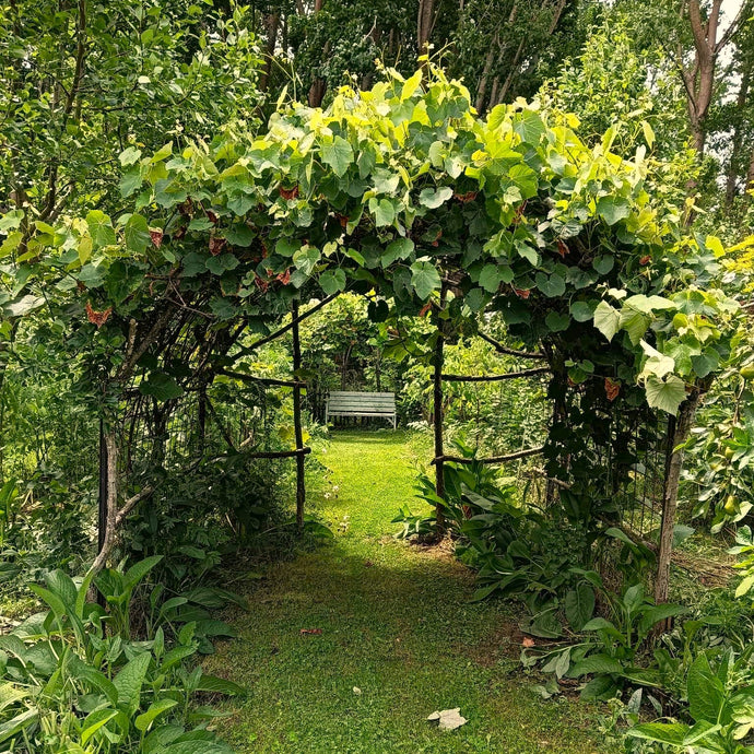 How to Start a Food Forest Workshop 29 & 30 June 2025