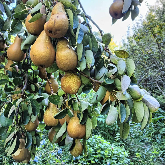 Great pears this year!