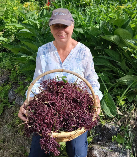 Baskets and baskets and bags full of Elderberry!