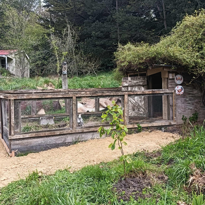 New Chook House