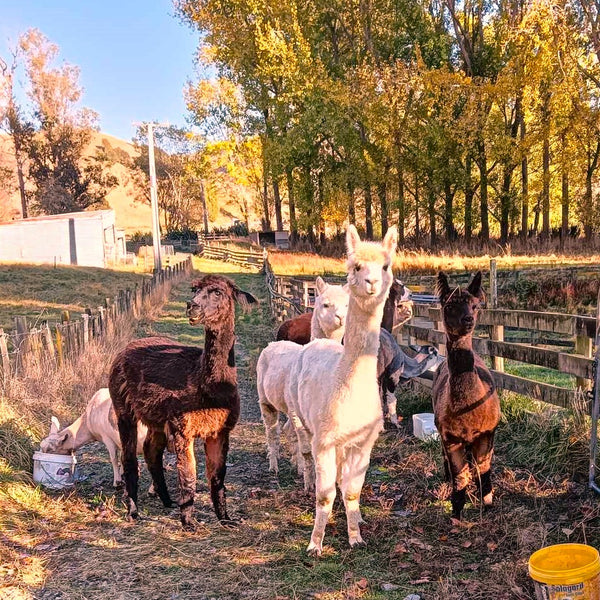 New Alpaca Boys at Tinui Food Forest!