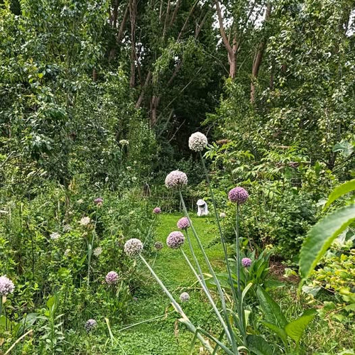 Leeks looking lovely lately!