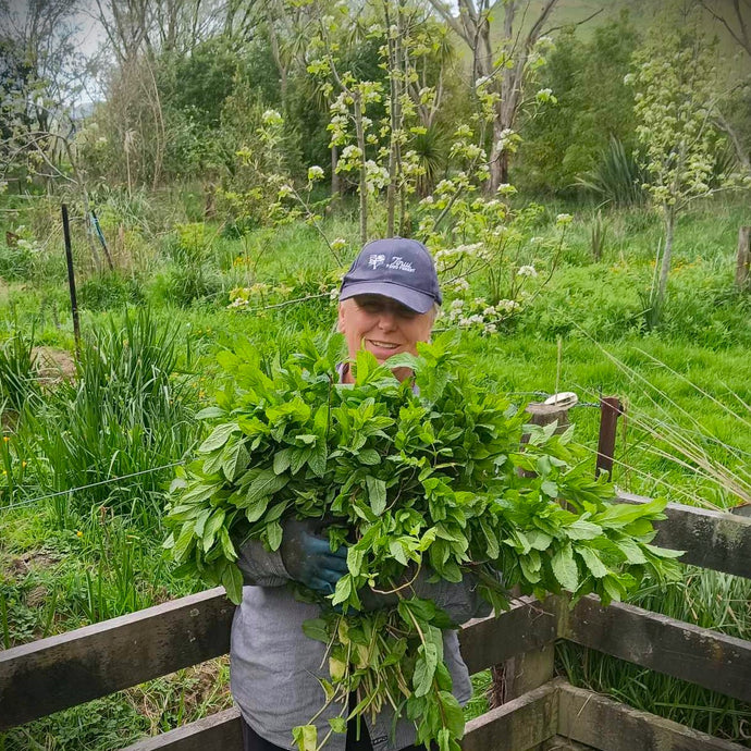 First spring harvest- a lovely bunch of mint!