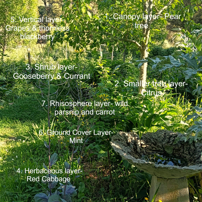 Multi-Layered Growing