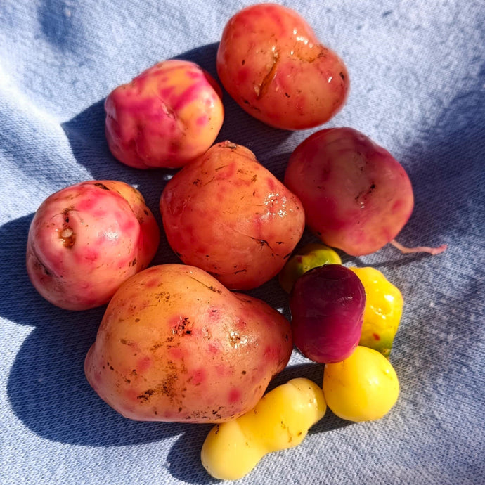 Exciting first year of harvesting Ulluco!