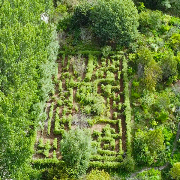 Living Willow Maze
