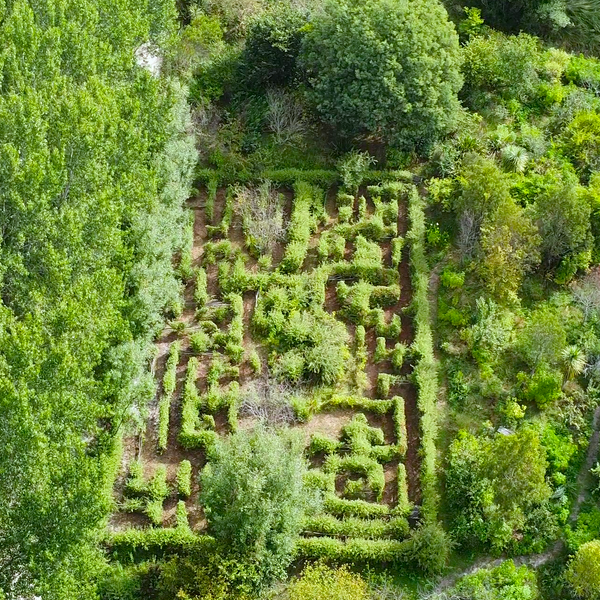 Living willow maze now summer ready!