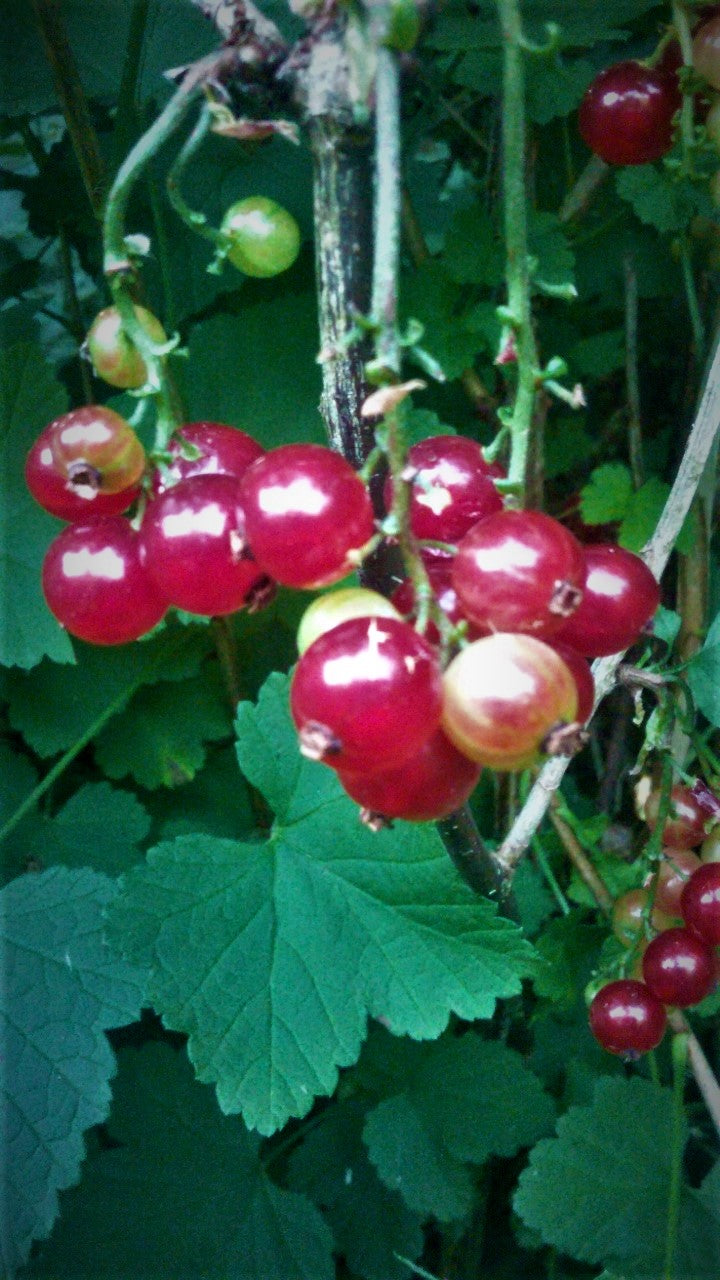 Red Currant Plant