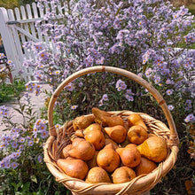 Load image into Gallery viewer, Pear and Ginger Jam
