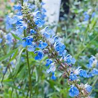 Load image into Gallery viewer, Bog Sage
