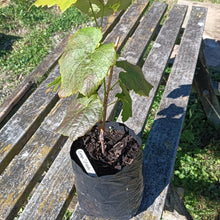 Load image into Gallery viewer, Grape Schuyler
