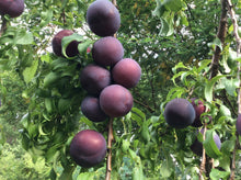 Load image into Gallery viewer, Plum Jam

