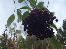 Load image into Gallery viewer, Elderberry Syrup
