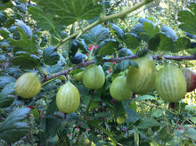 Load image into Gallery viewer, Gooseberry Plant
