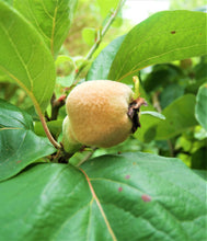 Load image into Gallery viewer, Quince Syrup
