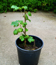 Load image into Gallery viewer, Gooseberry Plant
