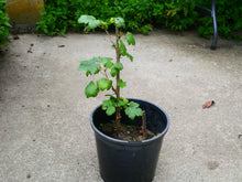 Load image into Gallery viewer, Red Currant Plant
