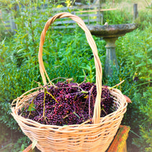 Load image into Gallery viewer, Elderberry Syrup
