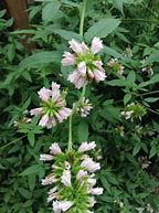 Balm of Gilead