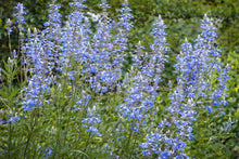 Load image into Gallery viewer, Bog Sage
