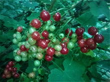 Load image into Gallery viewer, Red Currant Plant
