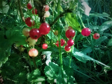 Load image into Gallery viewer, Red Currant Plant
